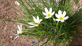 Zephyranthes candida [upl. by Eatnuahs485]