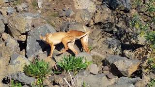 A caccia con il cirneco nelle cave laviche dell Etna [upl. by Aniretake]