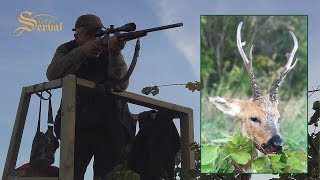 Siberian roe deer  Hunting in Russia Sibirischer rehbock  Jagd in Russland [upl. by Kerns]