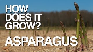 ASPARAGUS  How Does it Grow [upl. by Burleigh]