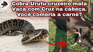 Cobra UrutuCruzeiro mata vaca em São Joaquim  Biólogo Henrique o Biólogo das Cobras [upl. by Godard568]