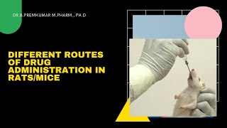 Different Routes of Drug administration in RatsMice [upl. by Ayotan]