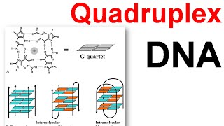 DNA structure  Quadruplex DNA [upl. by Nnaid]