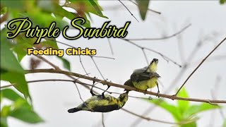 What does purple sunbird eat  Sunbird feeding baby  Sunbird nest [upl. by Vullo]