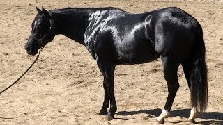 Cutting Futurity Horse For Sale  Black AQHA Stallion [upl. by Hcone]