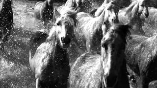 HD BBC Earthflight Horses and Flamencos [upl. by Eelyrehc]