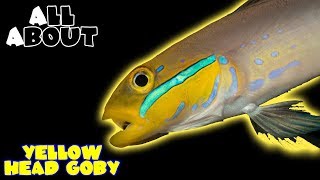 All About The Yellow Head Goby or Sleeper Gold Head Goby [upl. by Derward550]