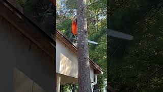 Brock’s Tree Service Rogersville TN [upl. by Guinevere297]