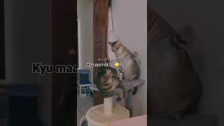 Funny Cat Fight Reactions TRY NOT TO LAUGH CHALLENGE [upl. by Solracsiul]