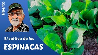 𝗘𝗦𝗣𝗜𝗡𝗔𝗖𝗔 El cultivo completo de la espinaca [upl. by Yhtir]