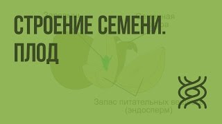 Строение семени Плод Видеоурок по биологии 6 класс [upl. by Demahum]