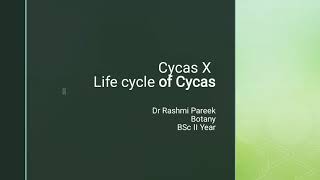 life cycle of cycas BSc II year [upl. by Okime]