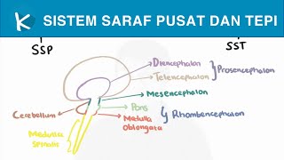 Anatomi Sistem Saraf 150  Sistem Saraf Pusat SSP dan Sistem Saraf Tepi SST [upl. by Raven]