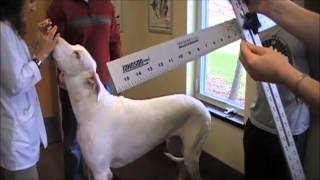 Guinness Book of World Records attempt Tallest Female Dog  Living [upl. by Yeorgi]