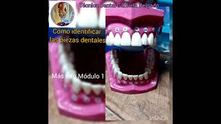 Cómo identificar las piezas dentales [upl. by Whitehurst370]