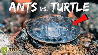 Ants vs Turtle [upl. by Postman]