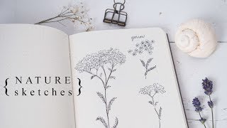 More Botanical Illustration Sketching the Natural World [upl. by Crain118]