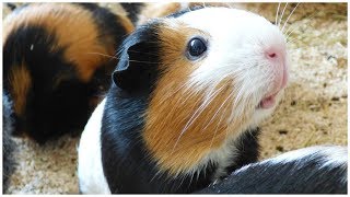 Signs Your Guinea Pig Is Angry [upl. by Panthea]