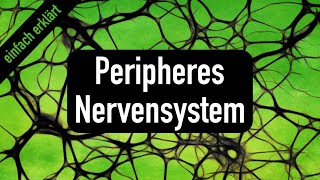 Peripheres Nervensystem [upl. by Wolpert143]