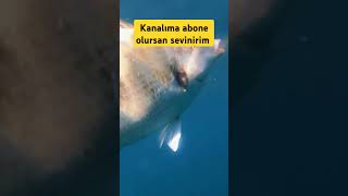 karagöz zıpkınlabalıkavı camping fishing fish lrf spearfishing levrek sargoz [upl. by Sabba]