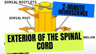 2Minute Neuroscience Exterior of the Spinal Cord [upl. by Bandur]