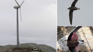 Rare bird white throated needletail killed by wind turbine in front of crowd of twitchers [upl. by Wieche]