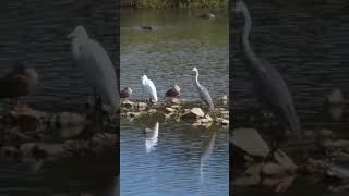 Herons Natural sound in water [upl. by Esyli750]