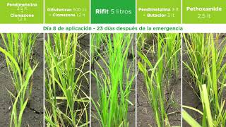 Rifit  Syngenta [upl. by Subocaj]