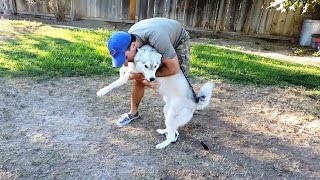 Dogs Welcoming Owners Home [upl. by Andrej]