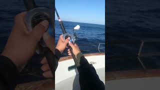 Fly line fishing for bluefin tuna fishingvideo fishing fishingmethods sportfishing [upl. by Seiden731]