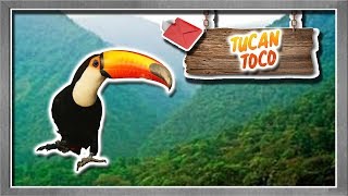 tucán Toco El ave con el pico más hermoso y brillante del mundo  documental de animales salvajes [upl. by Thirzia]