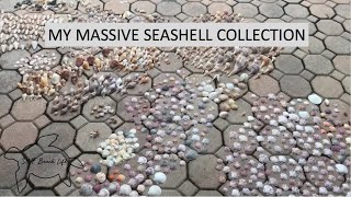 Organizing my massive seashell collection Identifying similar shells amp comparing shells to critters [upl. by Nueormahc247]