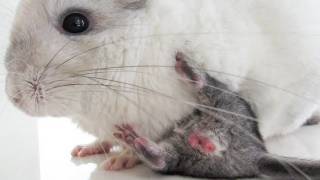 Baby Chinchilla Happy Squeaks [upl. by Dru241]