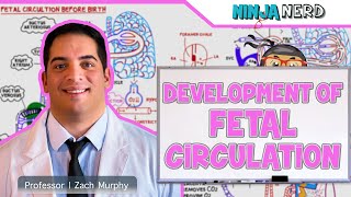 Embryology  Development of Fetal Circulation [upl. by Athallia]