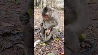 Wild mom monkey try eating forest fruit wildlife shortsvideo wildmonkey [upl. by Willing]