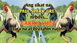 HOME OF PAUL SPARK GREY  VISIT BIG FARM IN THE PHILIPPINES PILAR GAMEFARM [upl. by Dyan]