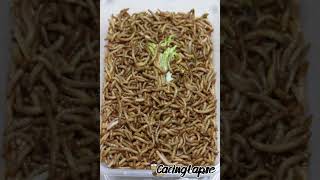 WORMS VS SELADA timelapse worms wormszone viralshorts viralvideo satifying experiment cacing [upl. by Warfield]