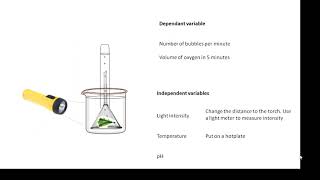 BTEC Applied Science Unit 3 Biology Factors affecting Plant Growth [upl. by Humfried331]