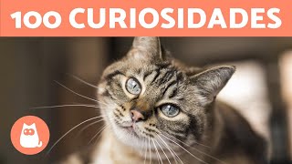 100 CURIOSIDADES sobre los GATOS que te sorprenderán 🐱🐾 [upl. by Fraya]