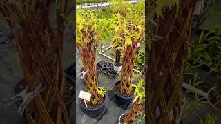 Tour of Chilliwack Nursery foryou shorts viralshorts trending subscribe canada travel [upl. by Gerald]