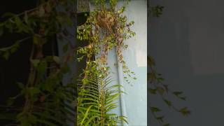 make over of my terrace gardenrooftop Diwali cleaning terracegarden vtshorts rooftopgarden [upl. by Danna]