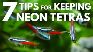 7 Tips for Keeping Neon Tetras in an Aquarium [upl. by Adnoral]