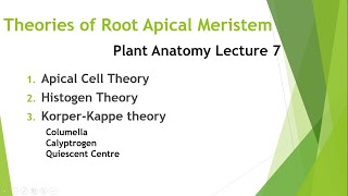 Theories of Root Apical Meristem [upl. by Leahci331]