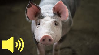 What does a Pig sound like Farm Animal Sounds  Animal Sounds [upl. by Conrado987]