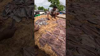 Wow Trincomalee Beach Fish Drying Processing [upl. by Pleione688]