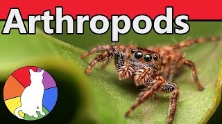 Arthropods  Animal Fact Files [upl. by Rafa]