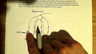 Ganglion cell centersurround organization [upl. by Ibrab]