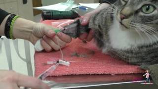 How to place an intravenous IV catheter  VETgirl Veterinary CE Videos [upl. by Noyar]