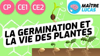 La germination et la vie des plantes CP  CE1  CE2  Cycle 2  Cycle 3  Questionner le monde [upl. by Mathi]