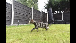 How to DIY Cat Proof Your Garden Fence or Wall [upl. by Eeltrebor]